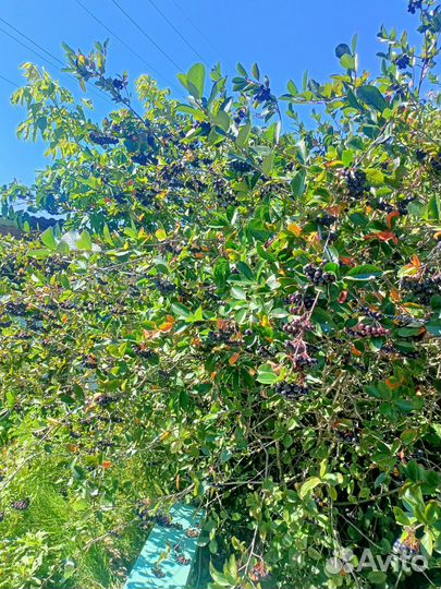 Черноплодная рябина ягоды