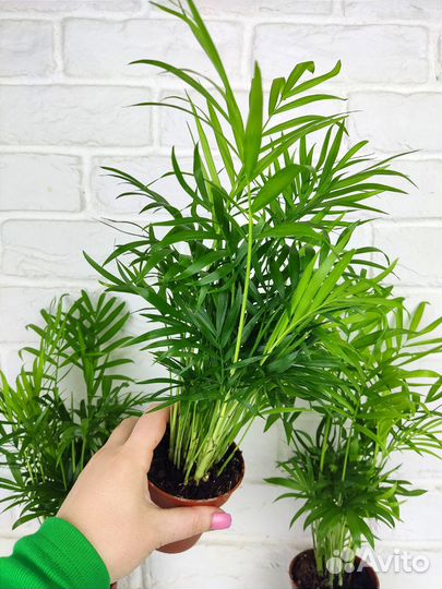 Пальма хамедорея 45 см