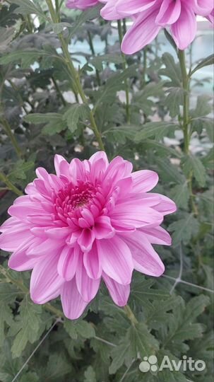 Хризантемы маточники