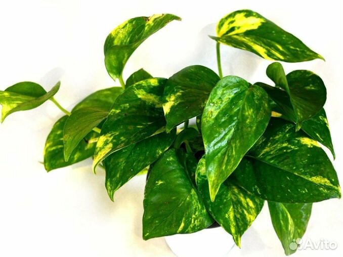 Сциндапсус