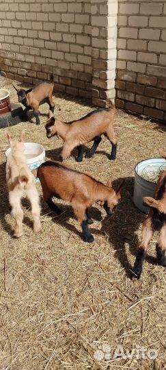 Козлята чешской породы