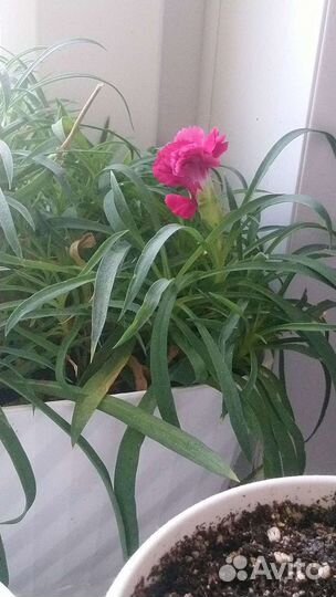 Гвоздика многолетняя