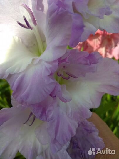 Гладиолусы луковицы