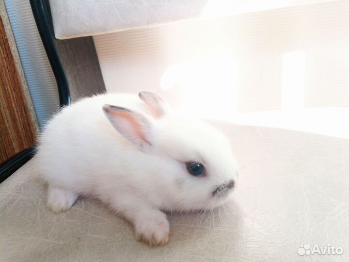 Кролик Мальчик 1,1мес