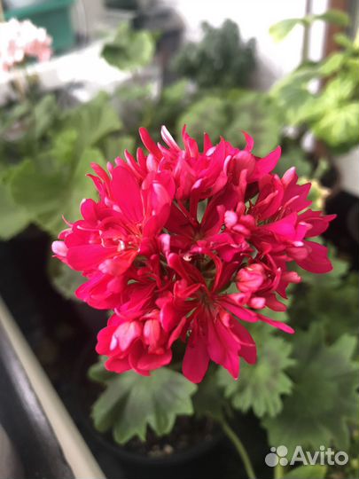 Лотта Лундберг