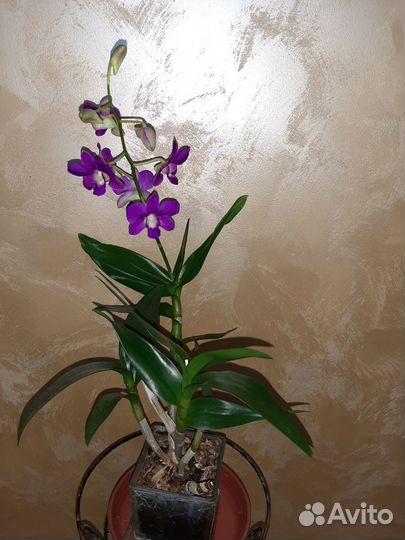 Орхидеи: дендробиум, камбрия, цимбидиум, лудизия