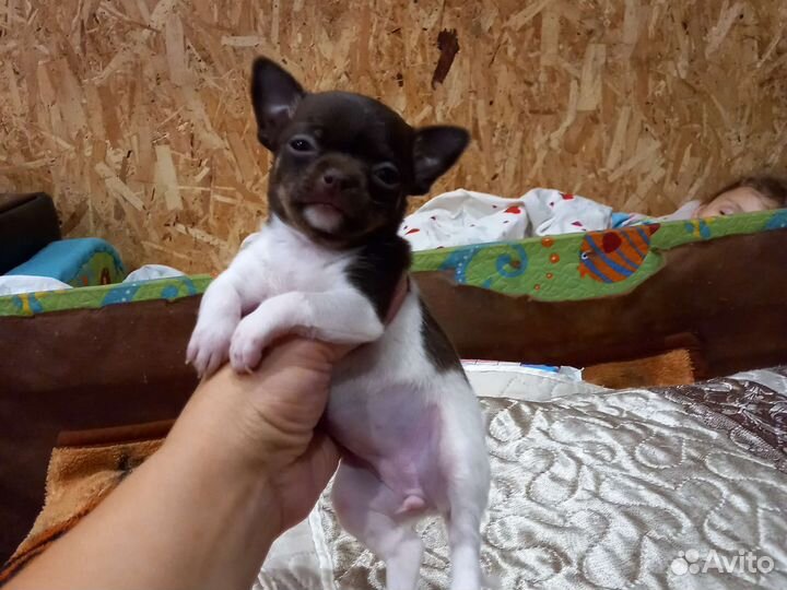 Щенки чихуахуа