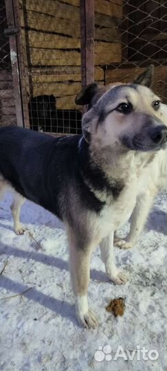 Собачка компаньон в добрые руки