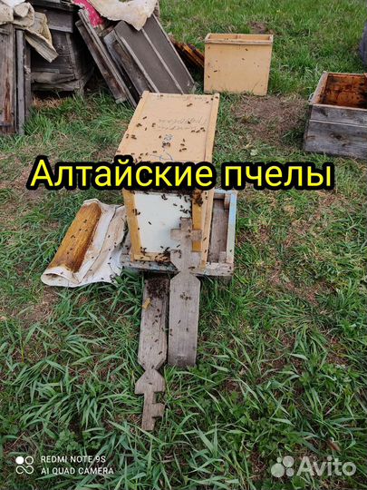 Пчелы в зимовку