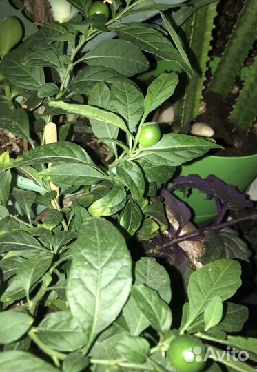 Крассула Эуфорбия паслён