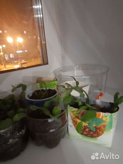 Отростки 9штучек декабрист розовый и традесканция