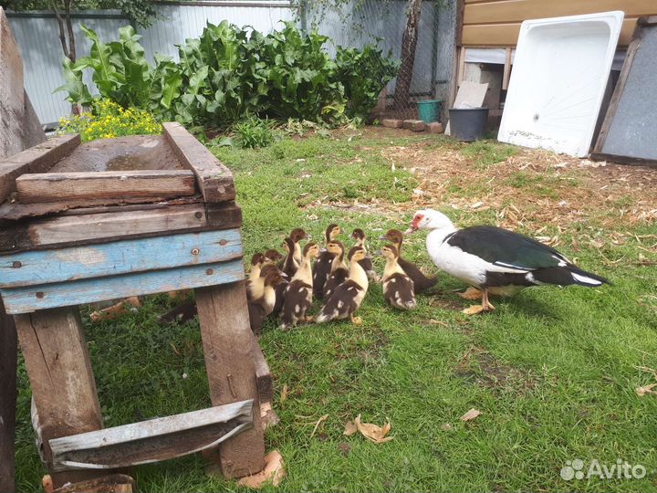 Индоутка с утятами