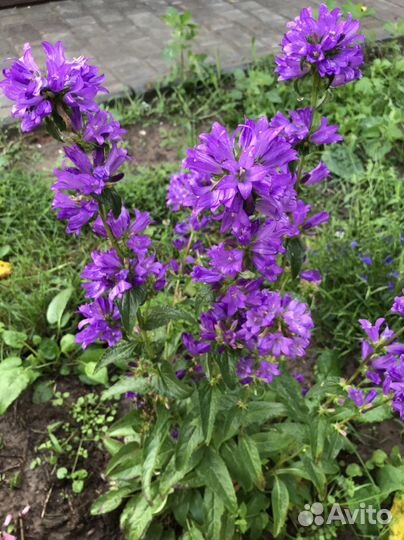 Колокольчик