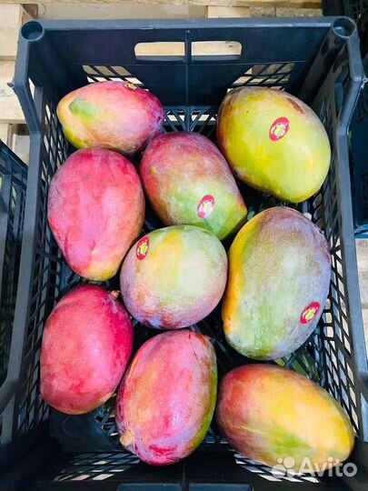 Манго свежий оптом