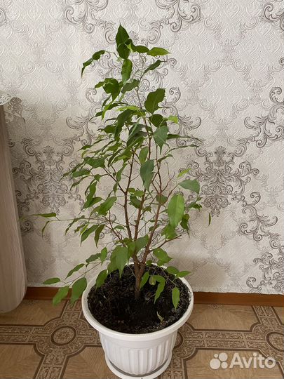 Комнатные цветы шефлера