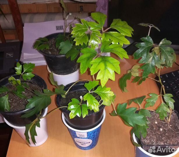 Комнатные растения циссус