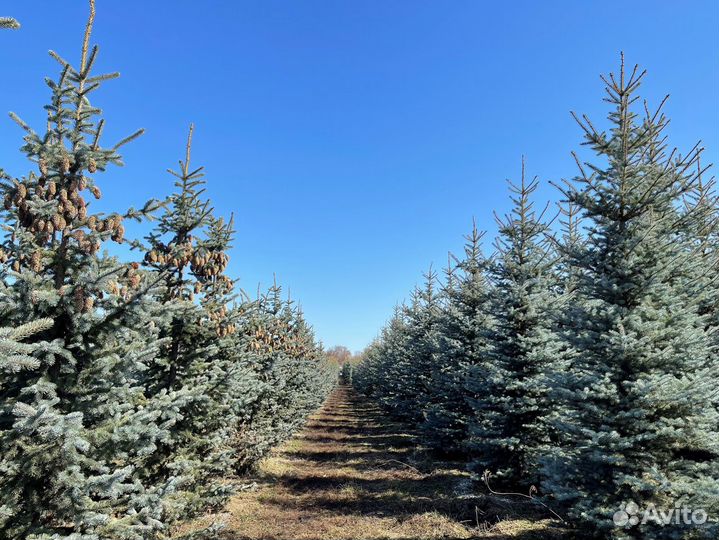 Ель голубая extra VIP оптом и в розницу