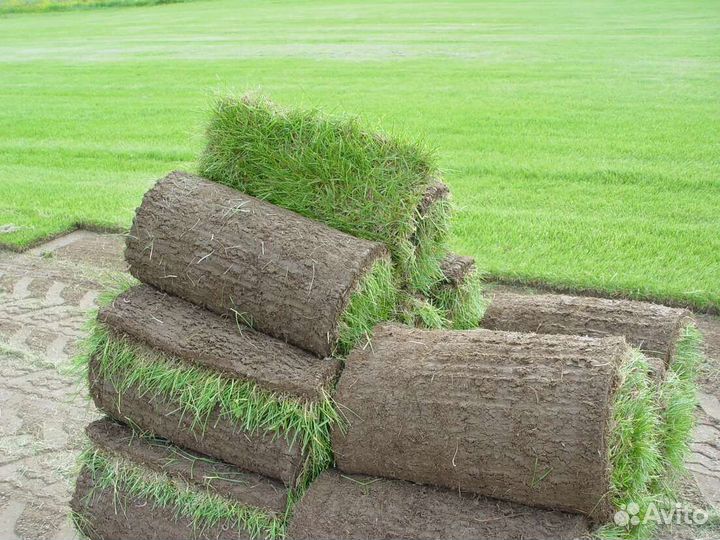 Рулонный газон под ключ. Дренаж. Отсыпка участка