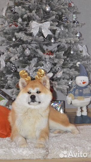 Вязка собак акита-ину