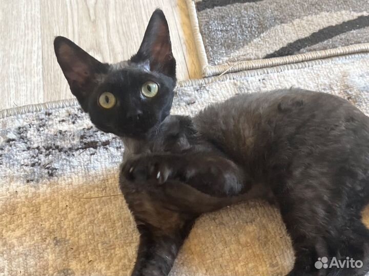 Девон-рекс кошечка