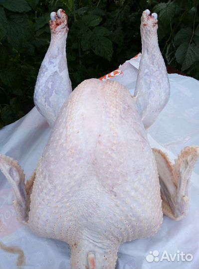 Мясо индейки