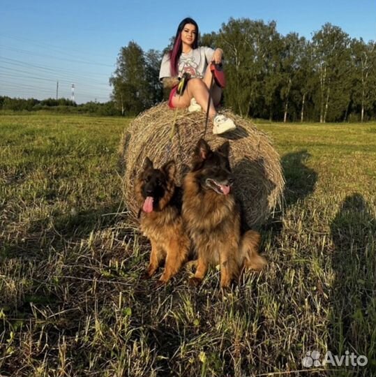 Немецкая овчарка длинношерстная