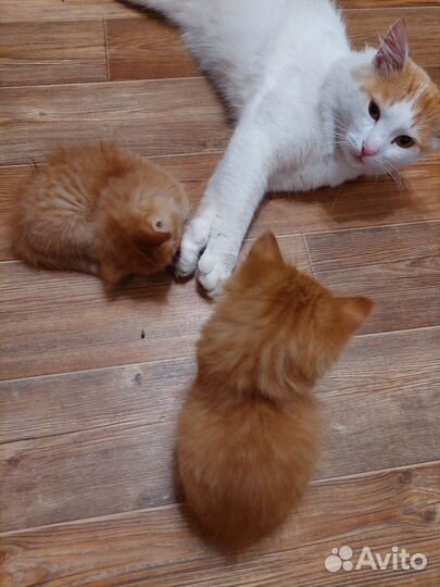 Рыжий котик