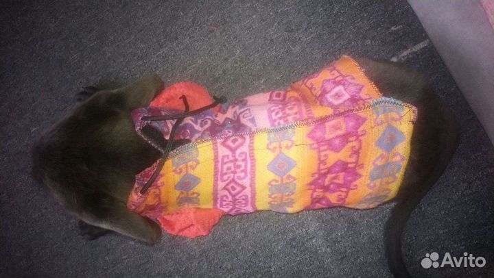 Жилетка теплая на собаку