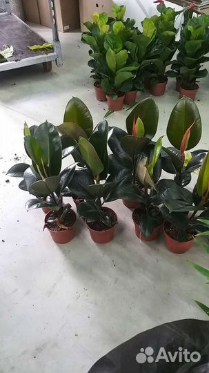 Фикус Эластика робуста