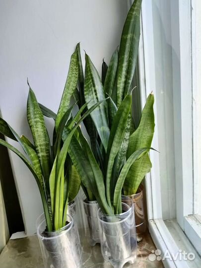 Сансевиерия сортовая (щучий хвост)