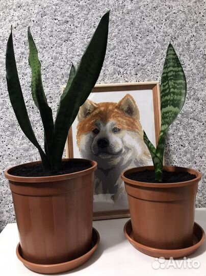 Большой Щучий хвост