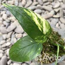 Эпипремнум пиннатум Yellow var