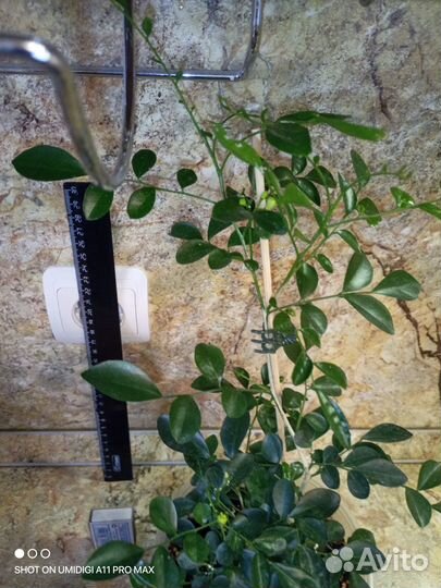 Толстянка, хавортия и др