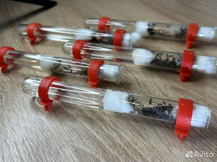 Муравьи жнецы для фермы