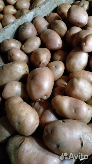 Картофель домашний