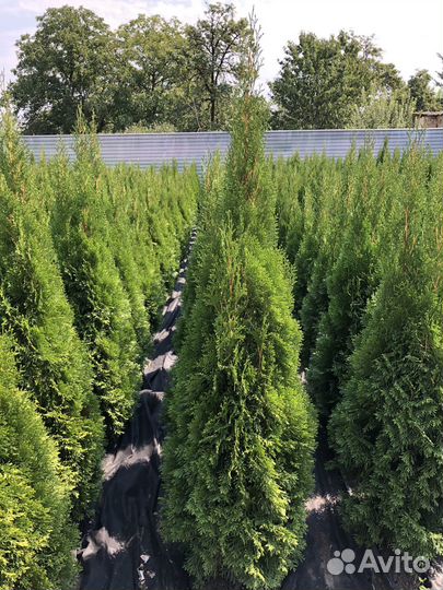 Туя смарагд