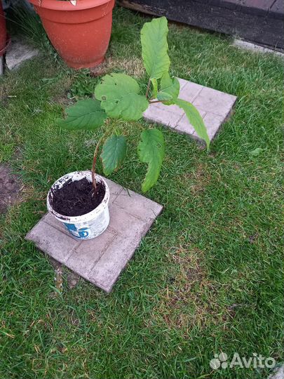 Гортензия древовидная Анабель