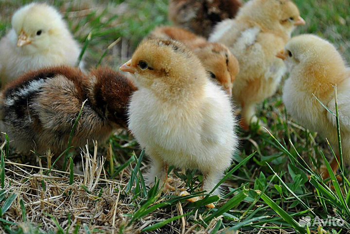 Птица с доставкой