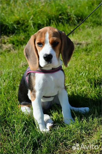 Выгул собак