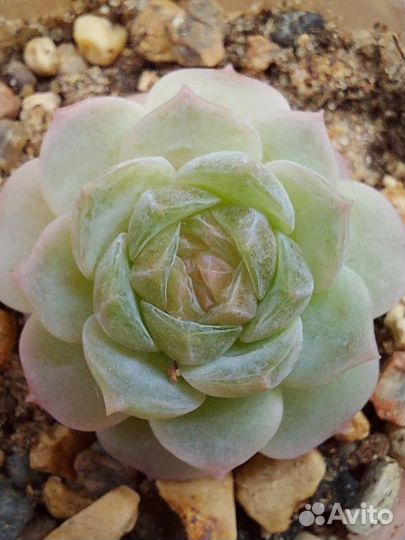 Echeveria