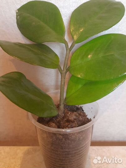 Замиакулькус