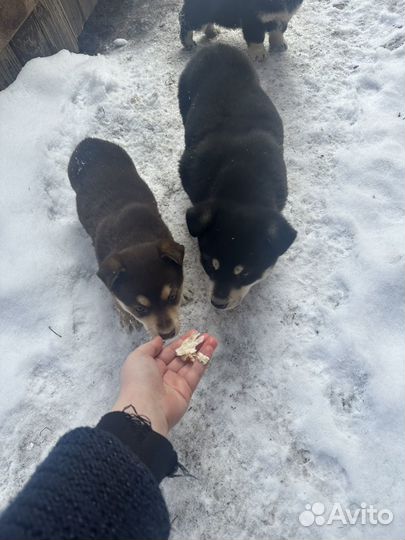 Щенки в добрые руки