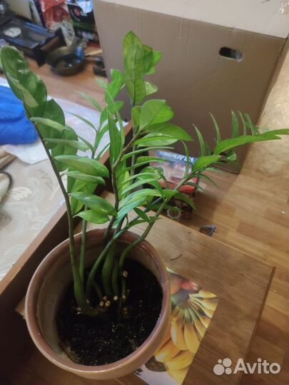 Замиокулькас долларовое дерево