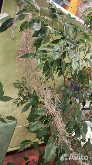 Тилландсия