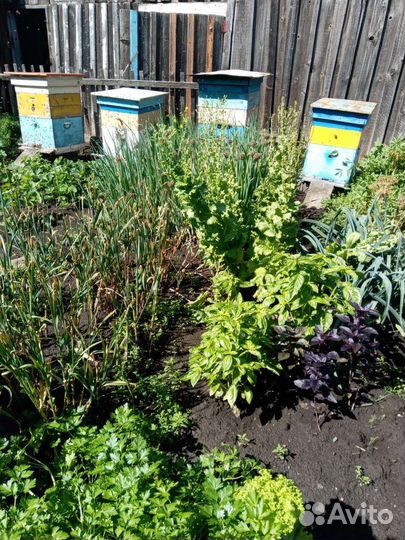 Пчелы и улья