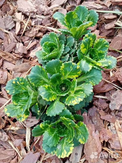 Многолетки