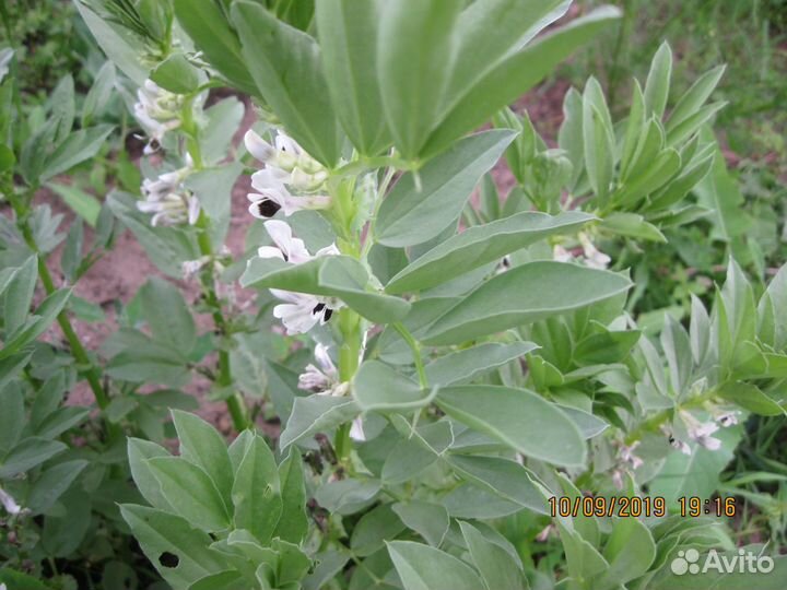 Бобы русские.черные