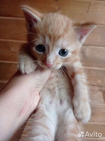 Котята в добрые руки 1 месяц