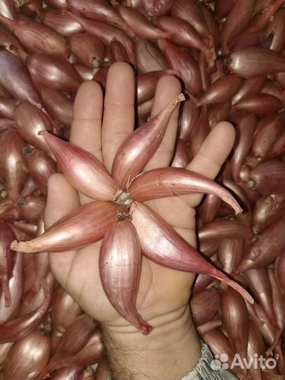 Лук шалот, лук шалот (севок)