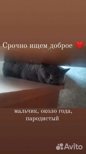 Британские котята